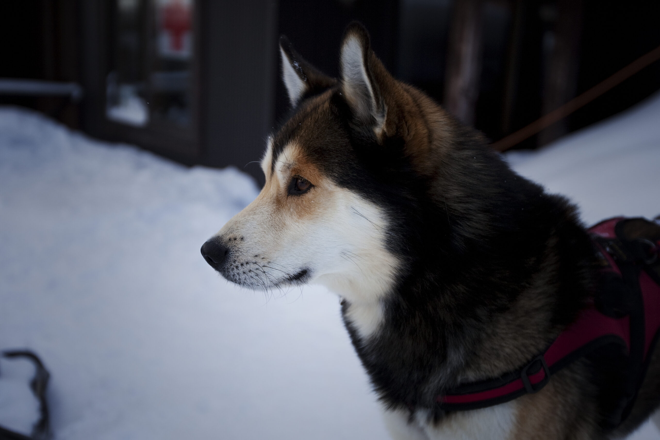 Dog Sledding