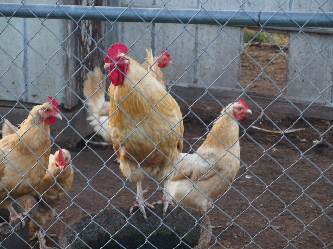 Chicken Farm Animals